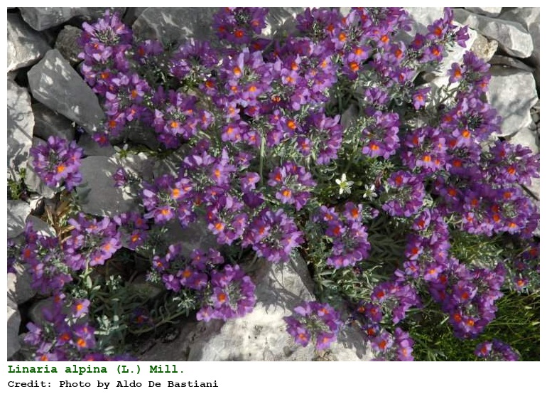 Linaria alpina (L.) Mill.